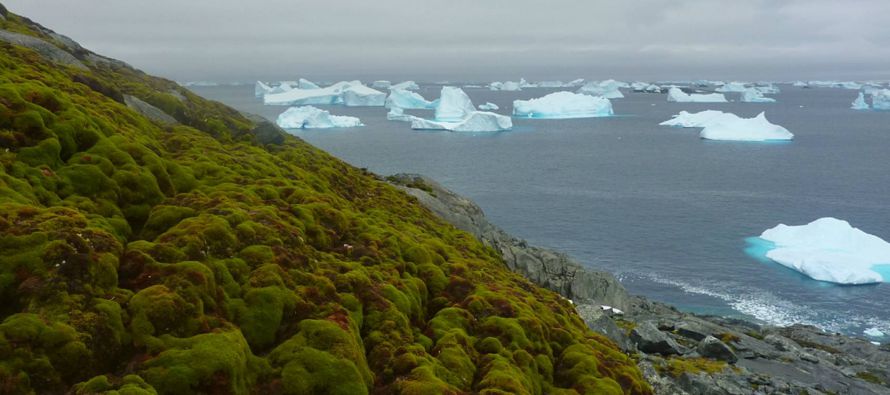 Un grupo de investigadores de la British Antarctic Survey ha agujereado cinco bancos de musgo...