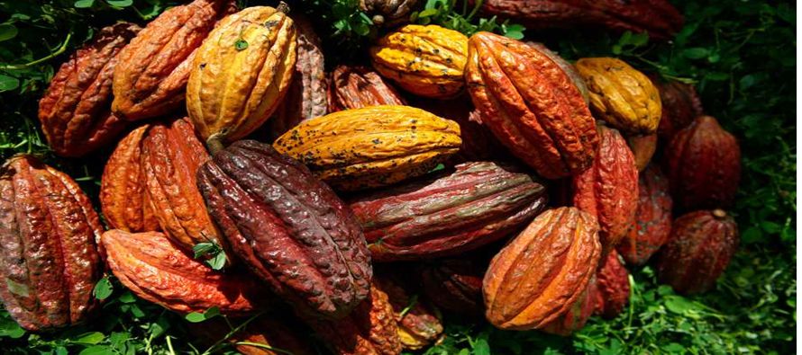 El cacao para julio en Nueva York bajó 17 dólares o un 0,9 por ciento, a 1.877...