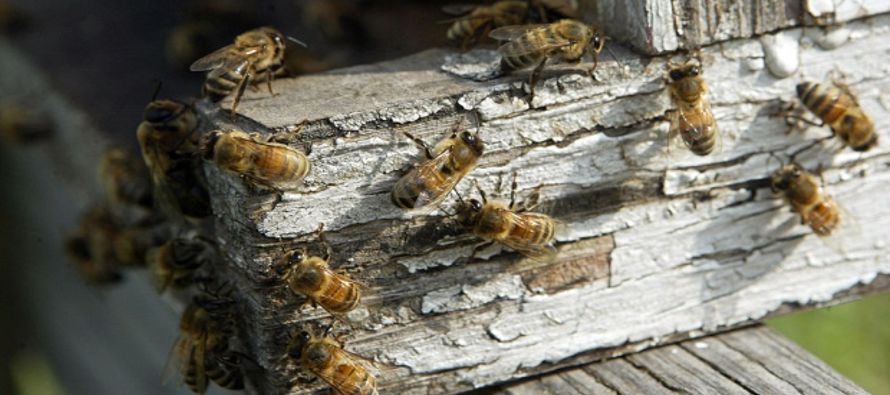 "Cuando sufres una picadura de avispa o de abeja, siempre que sea posible, conviene hacer dos...