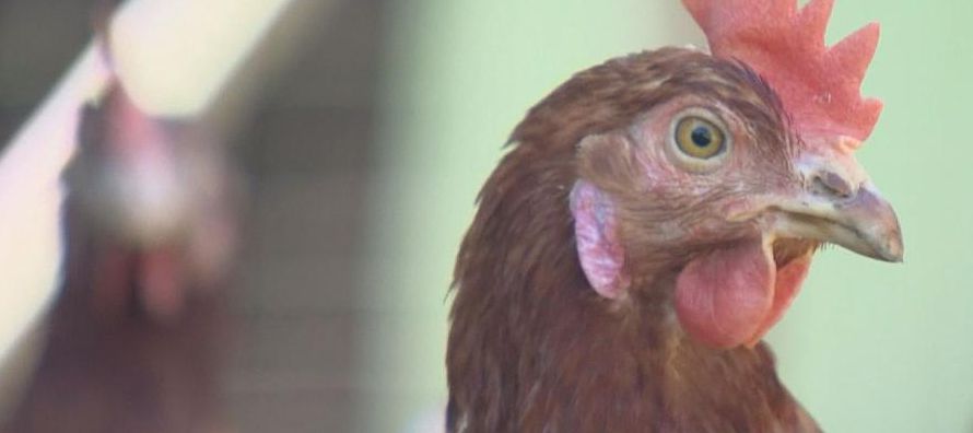 Los granjeros holandeses ya han sacrificado a cientos de miles de gallinas por el fipronil, pero no...