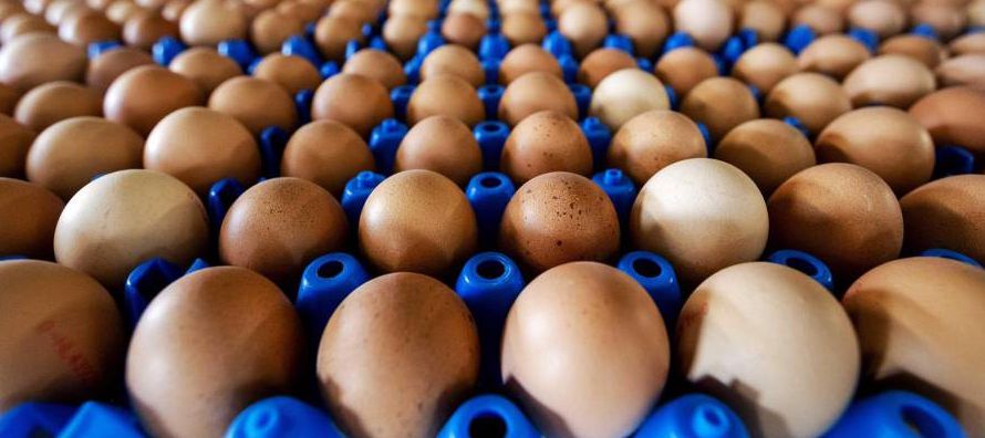 Según las investigaciones realizadas hasta el momento, el fipronil pasó a los huevos...