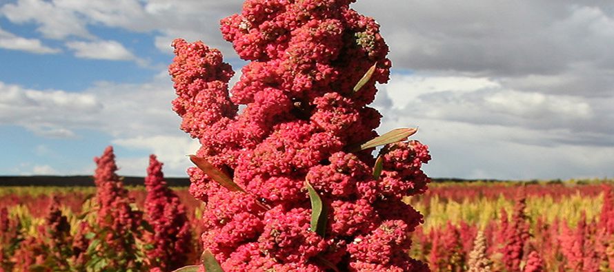 Si bien existen más de 17 variedades principales de este pseudocereal, en Bolivia se produce...
