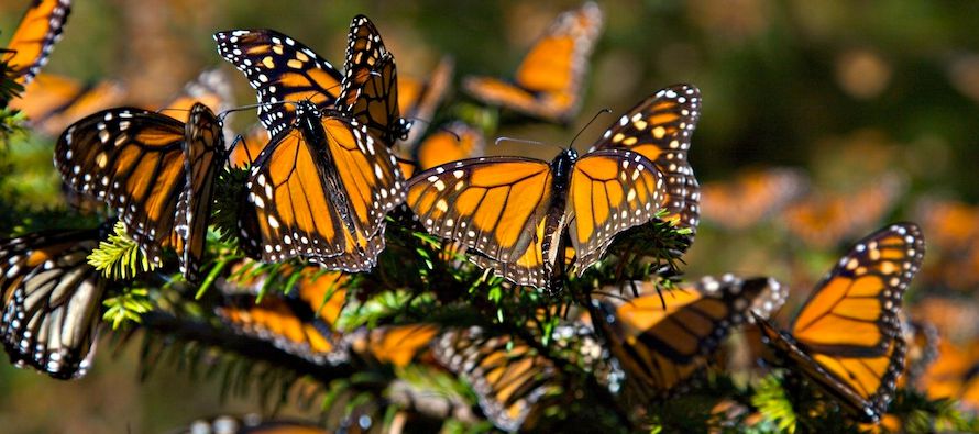 Las monarcas del oeste tienen un 63 por ciento de posibilidades de extinguirse en 20 años y...