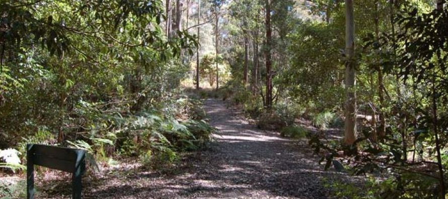 El servicio australiano de parques naturales y vida salvaje describe el Mount Royal National Park...