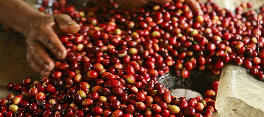En octubre del 2016, la cosecha de Colombia, el primer productor mundial de café...