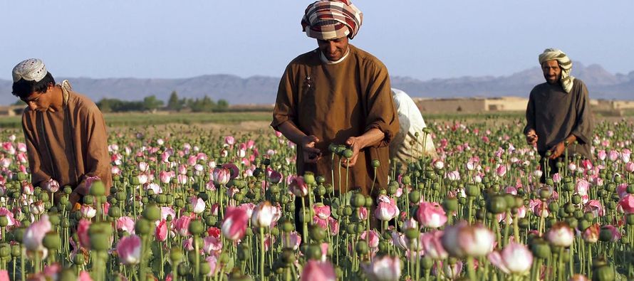 Helmand, con el 44 % de la superficie cultivada de adormidera en el país, está...