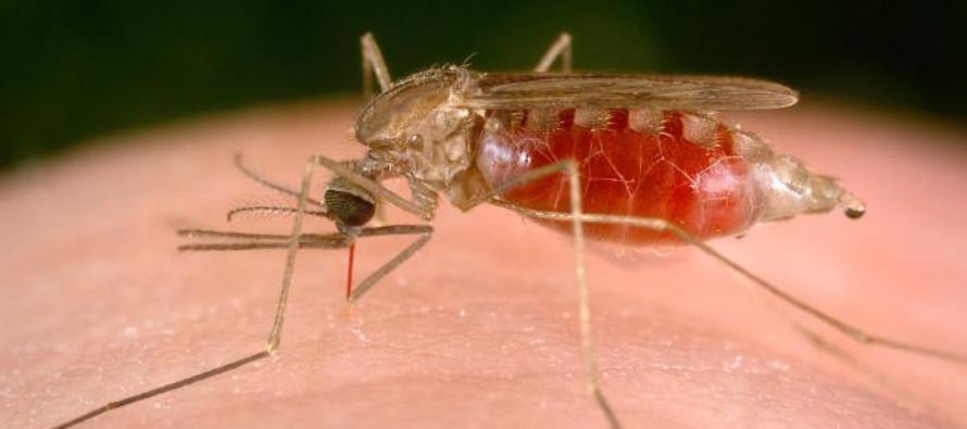 En su Informe Mundial sobre el Paludismo 2017 difundido hoy en la India, la OMS alertó de...