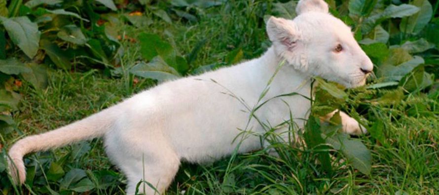 Resultado de imagen para Primer león blanco nacido en cautiverio en México, un "cachorro milagro"