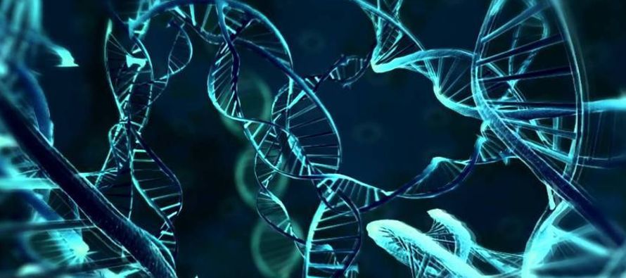 Los investigadores creen que esto hará la edición del genoma humano utilizable para...