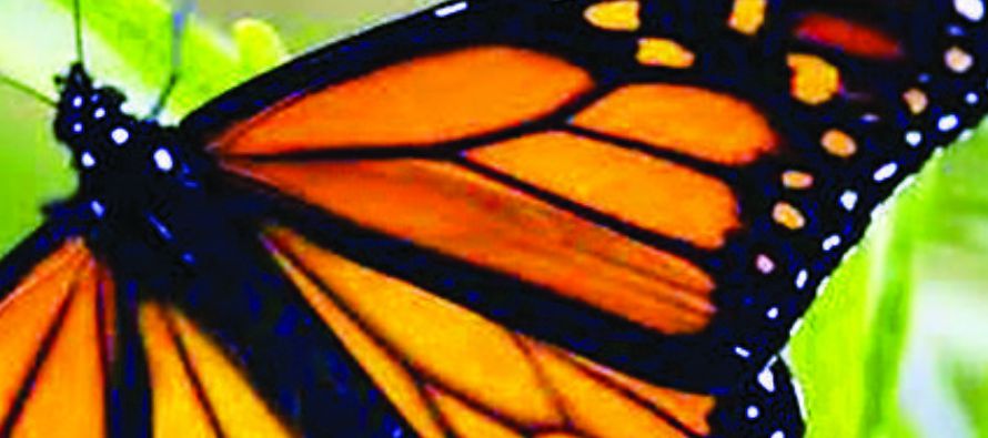 Los científicos creen que los declives en las poblaciones de mariposas monarca se deben a la...