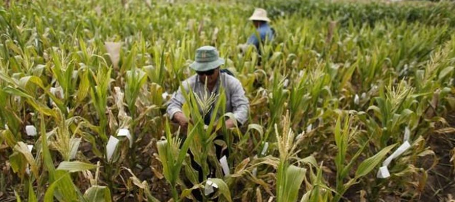 Pese a sus esfuerzos, los envíos de maíz sudamericano a México van en aumento....