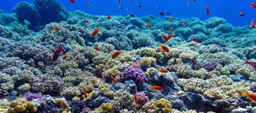 En su análisis, cuatro de los 22 arrecifes estudiados ya han experimentado condiciones...