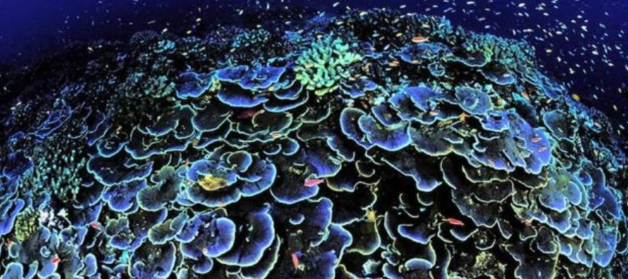 Los expertos consideraron que los arrecifes de coral a través de los trópicos...