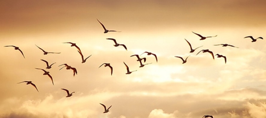 El ruido provoca un "susto" en las aves, esto les genera estrés, vuelan, y la...