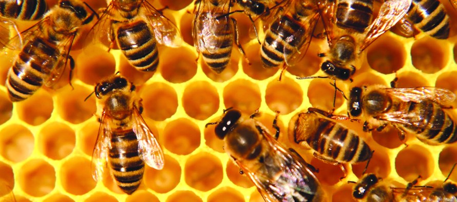 En los últimos años ha habido un alarmante declive en la población de abejas y...