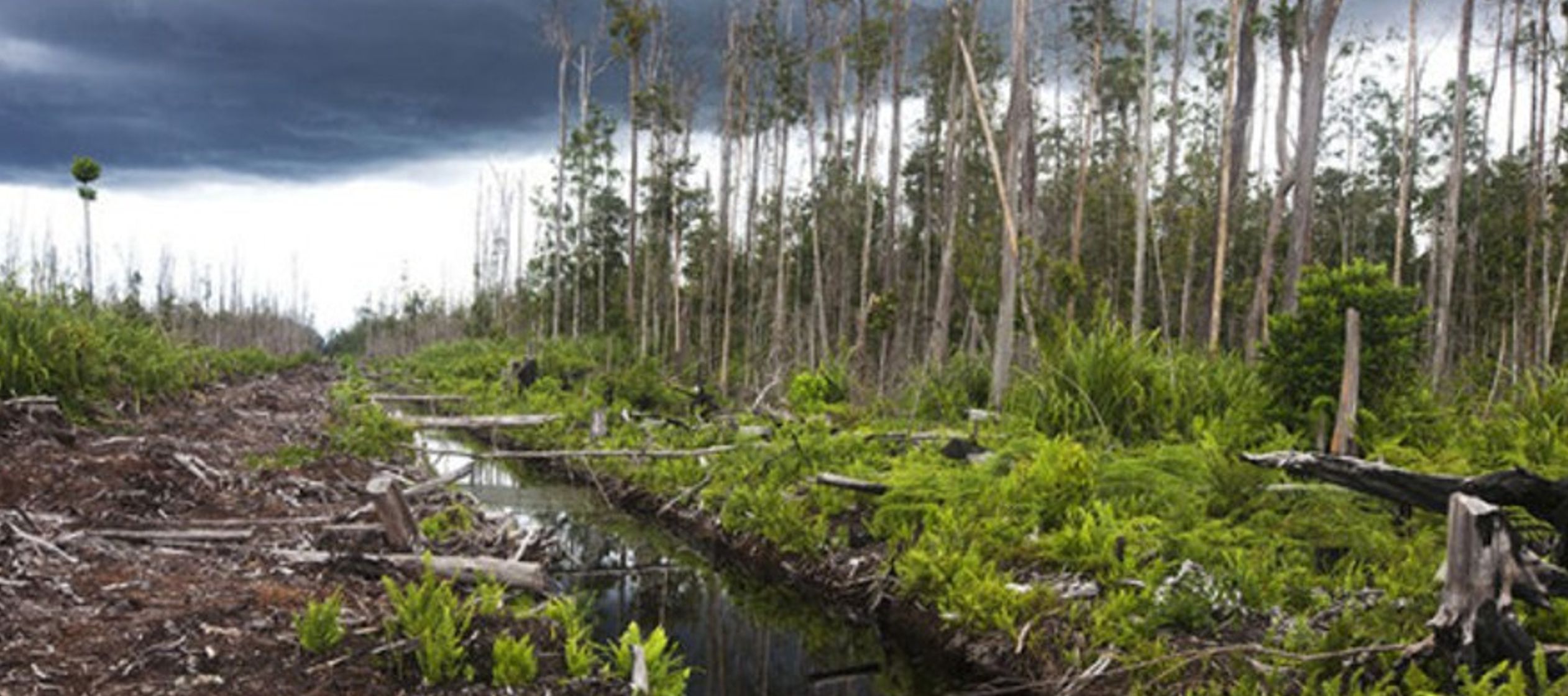 Los bosques pueden eliminar de la atmósfera el metano, un potente gas de efecto invernadero,...