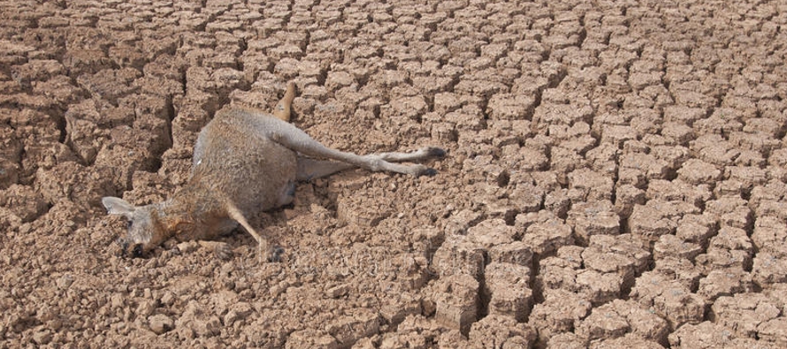 "Los canguros que están cerca de las fuentes de comida y agua están poniendo una...