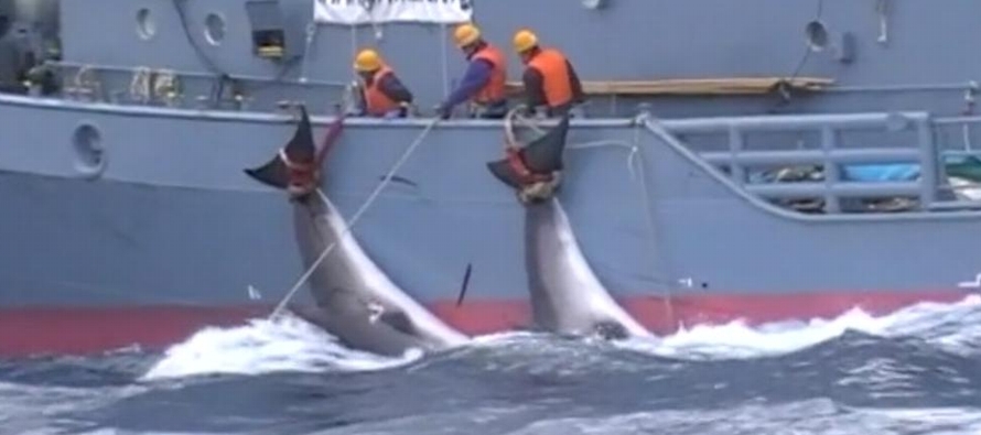 De los cetáceos pescados esta temporada, que comenzó el 17 de mayo, 43 fueron...