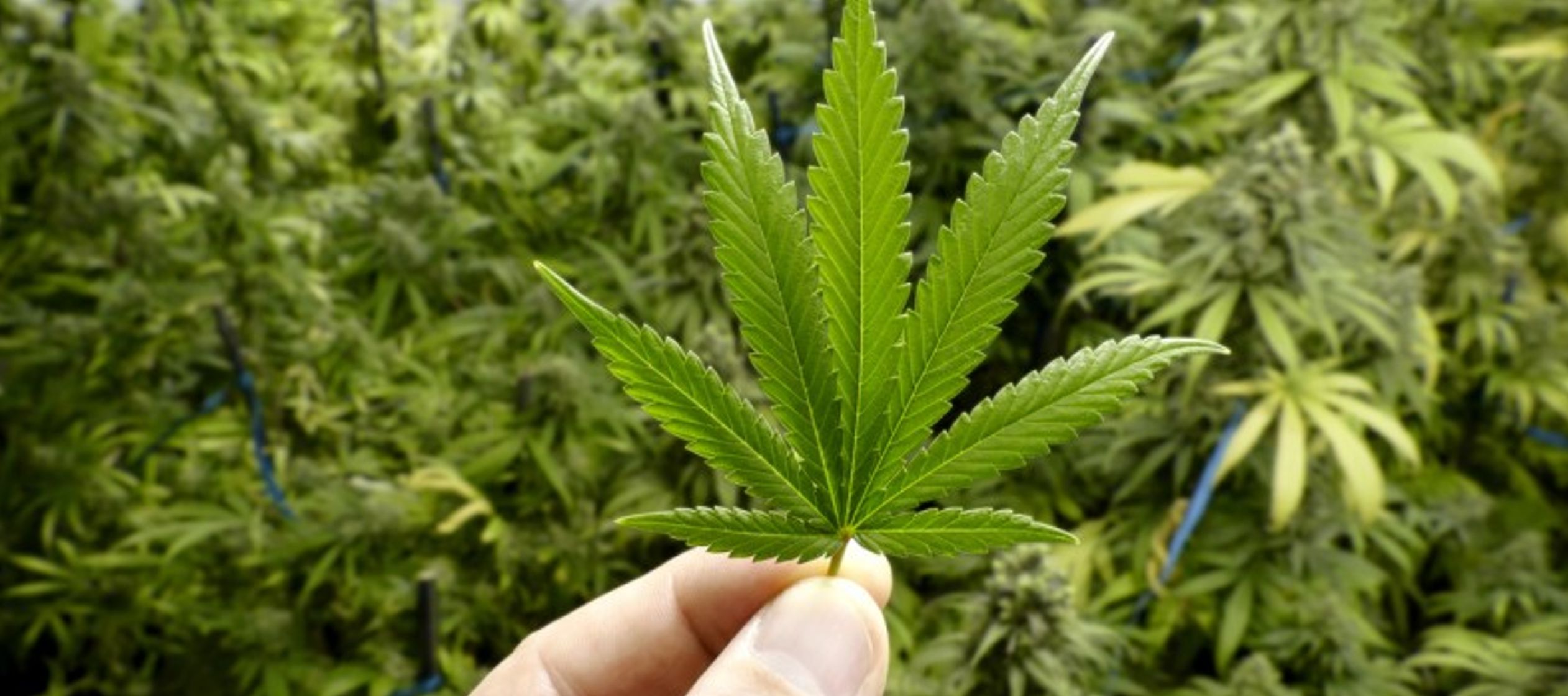 Si bien el uso regular de formas potentes de cannabis puede aumentar las posibilidades de...
