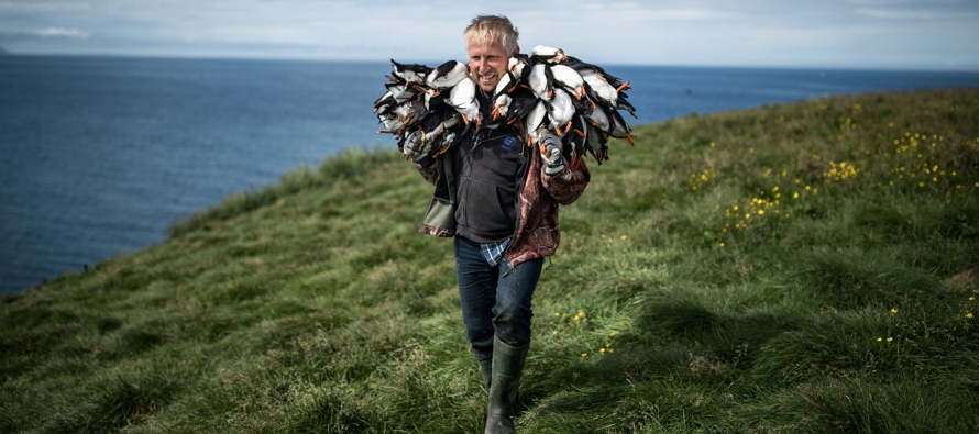Los islandeses valoran a estas aves y las consideran parte de su historia, cultura y comercio...
