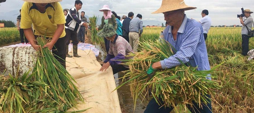La producción más reciente de tres arrozales en la base de demostración del...
