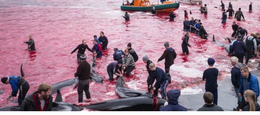 El panel suspendió la caza comercial de ballenas en la década de 1980, pero...