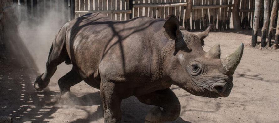 Antes de que los seis rinocerontes negros se trasladaran en mayo desde Sudáfrica, la especie...