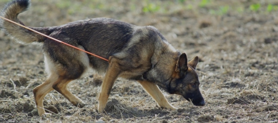 El equipo liderado por  Steve Lindsay espera que los perros entrenados para rastrear "puedan...