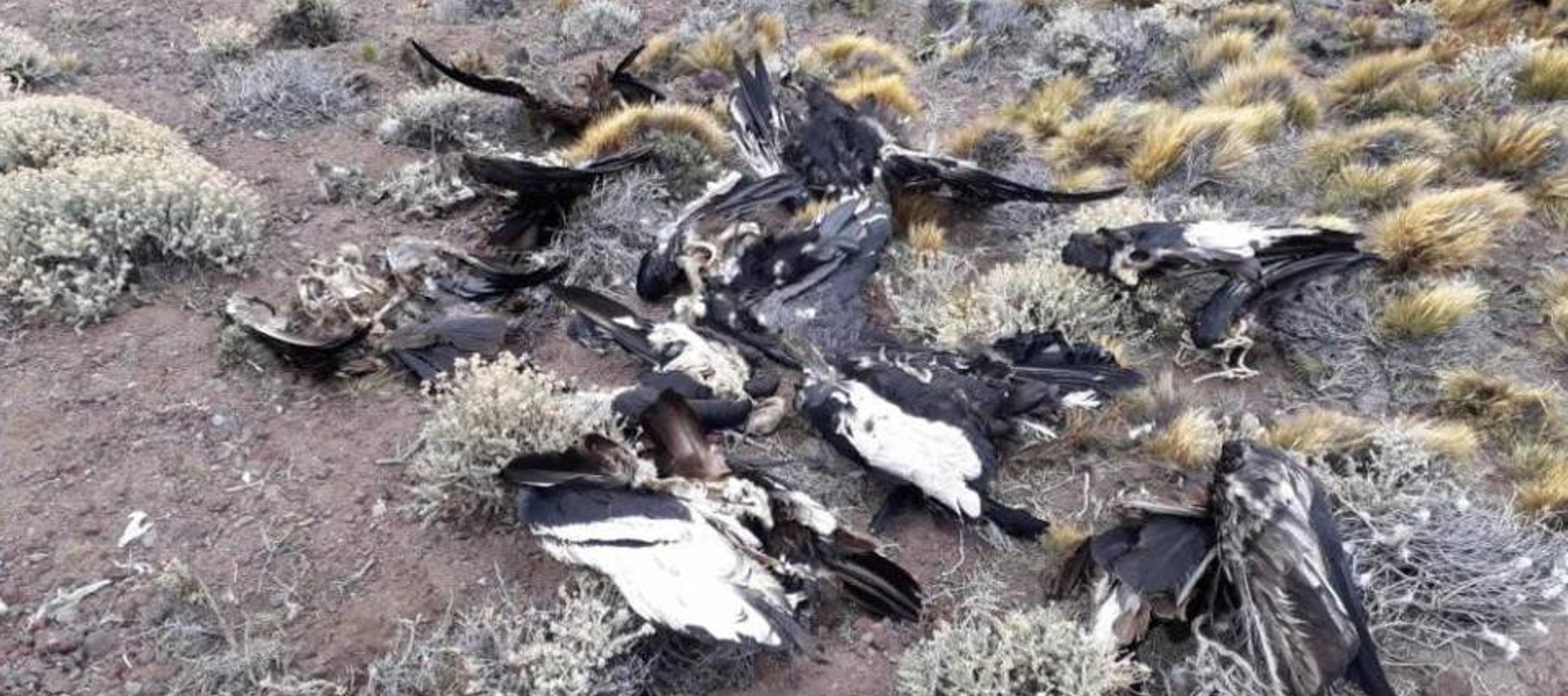 Trece ejemplares de cóndor (Vultur gryphus) fueron hallados sin vida en los últimos...