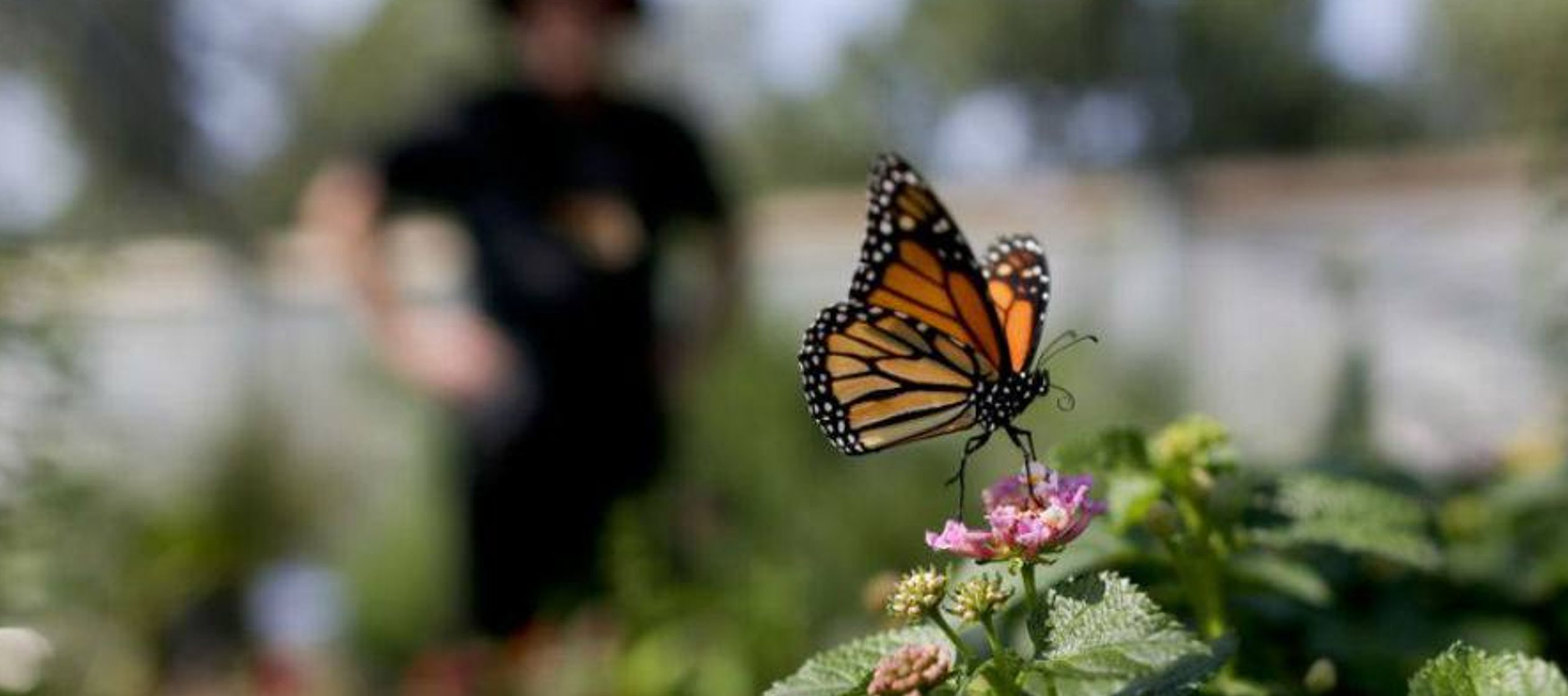 Millones de monarcas hicieron el viaje migratorio de cada año, en el que recorren 5,500...