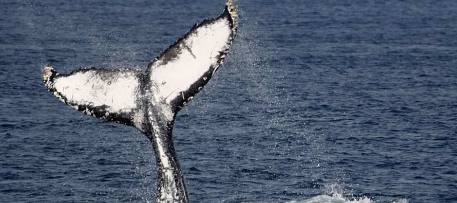 El anuncio generó críticas por parte de los grupos opuestos a la caza de ballenas,...