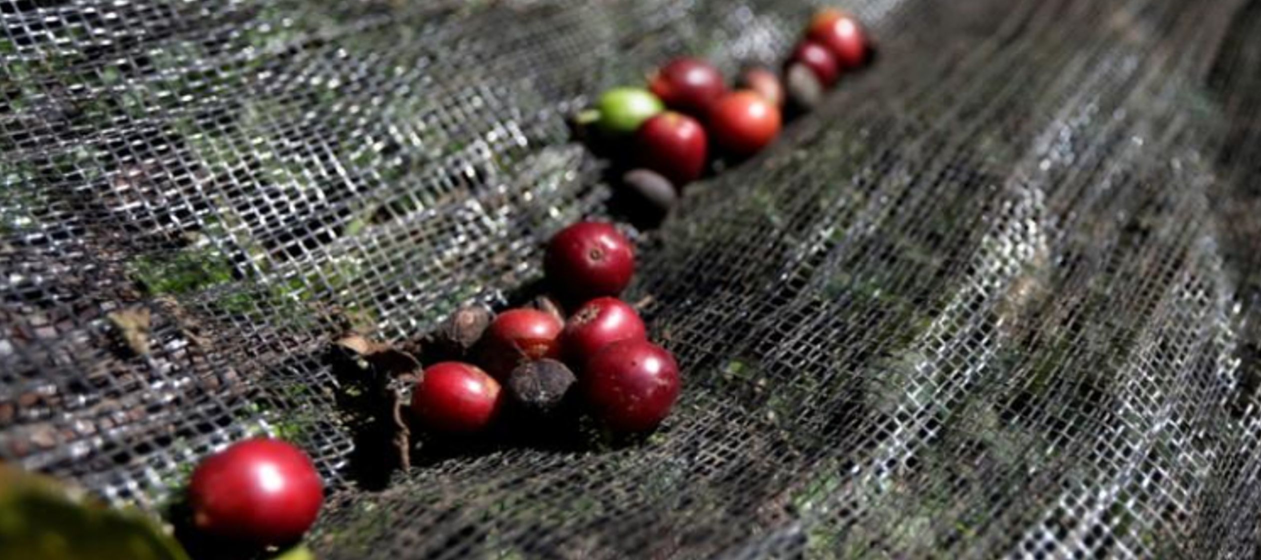 Solo en diciembre, la producción de café colombiano disminuyó un 17,2 por...