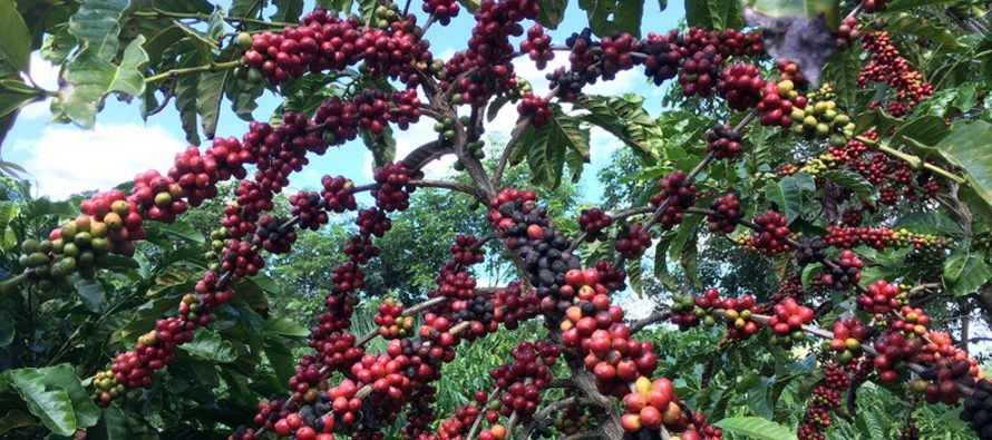 Según el IBGE, la producción de café arábiga este año...
