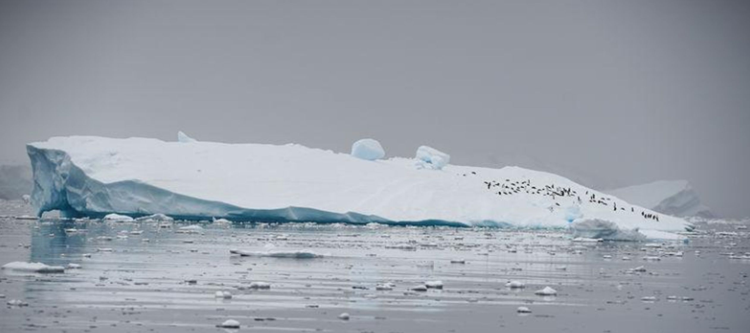 En general, los científicos dijeron que el derretimiento de la Antártida sumó...
