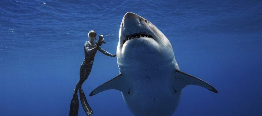 Ocean Ramsey, conservacionista e investigadora de tiburones, afirmó a The Associated Press...