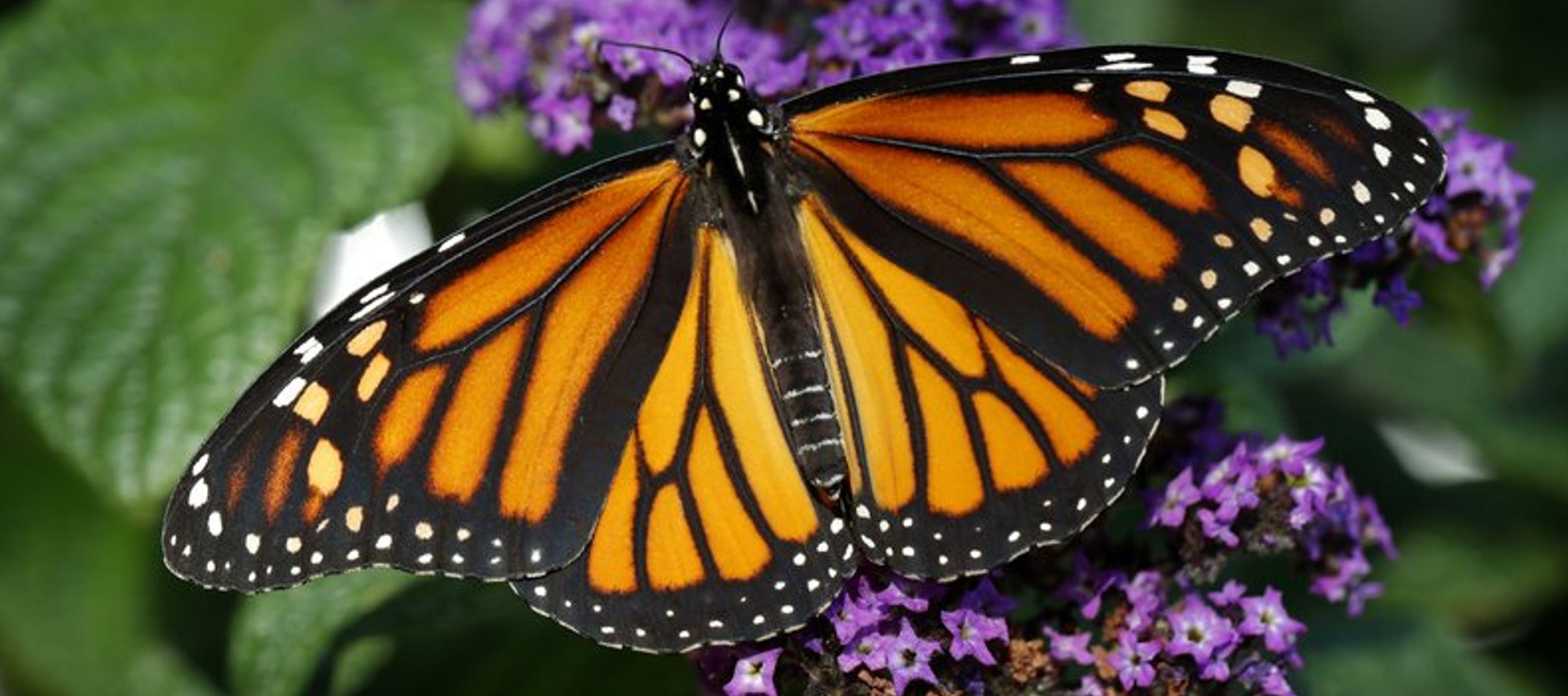 La población de mariposas monarca que pasa el invierno en la región central de...