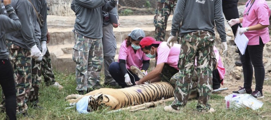 Los tigres eran vulnerables a las enfermedades, debido a una endogamia que conlleva a una...