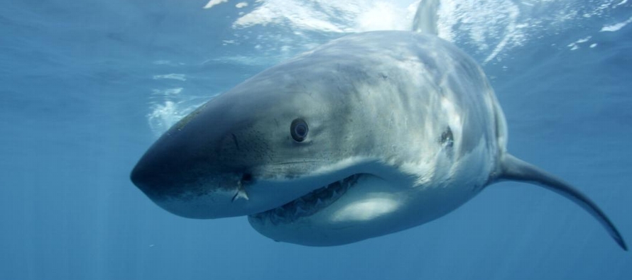 La agencia científica OCEARCH detectó el tiburón, una hembra apodada...