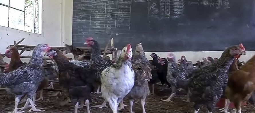 En el aula convertida en granja avícola, su propietaria, Beatrice Maina, calificó la...