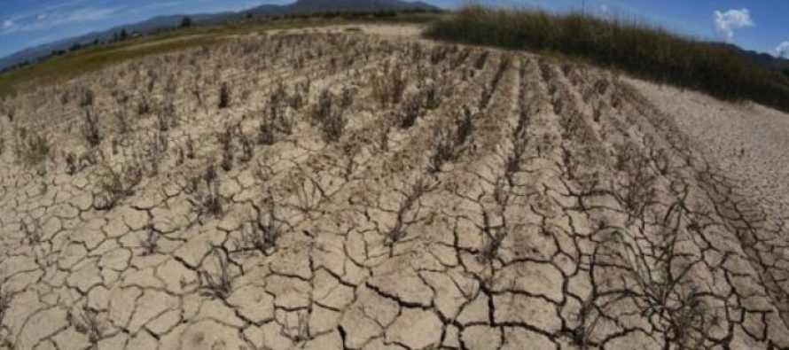 “Los cultivos de baja demanda de agua no son rentables para el agricultor, pero solo para no...