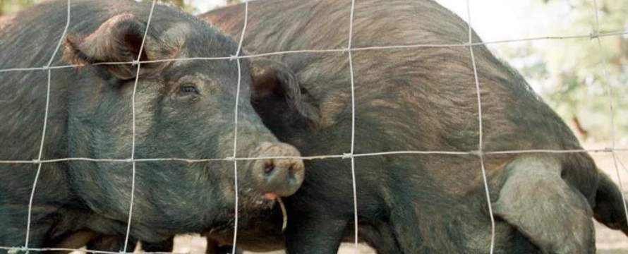 CFIA señaló que PPA es una enfermedad mortal para los cerdos y que...
