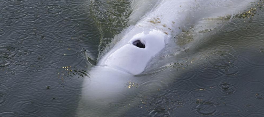 Los conservacionistas quieren evitar que la beluga muera como pasó con una orca que se...
