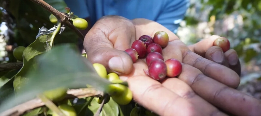 Bolivia tiene unos 16,000 productores de café y se calcula que la superficie de cultivos es...