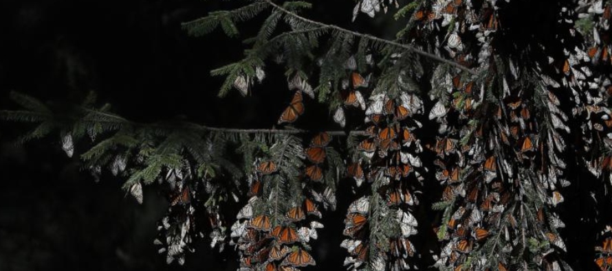 El recuento anual de mariposas no calcula el número individual de mariposas, sino la...