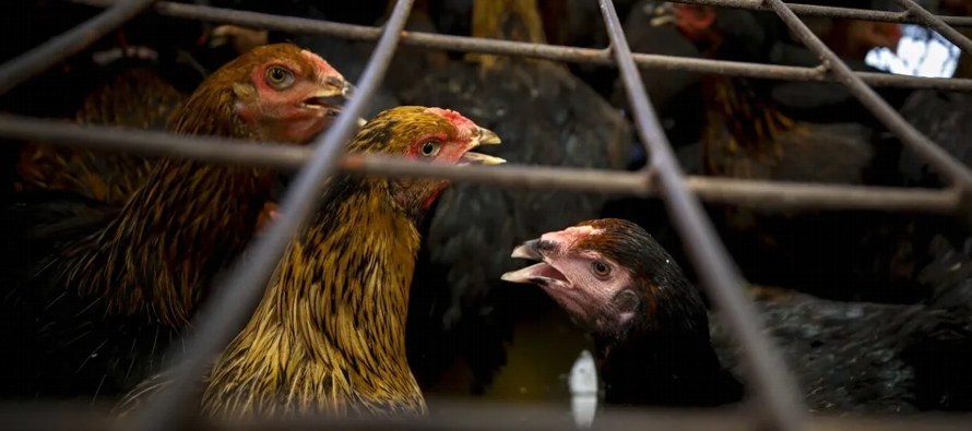 Los resultados preliminares de un estudio, mostraron que pollos alimentados con hojas de marihuana...