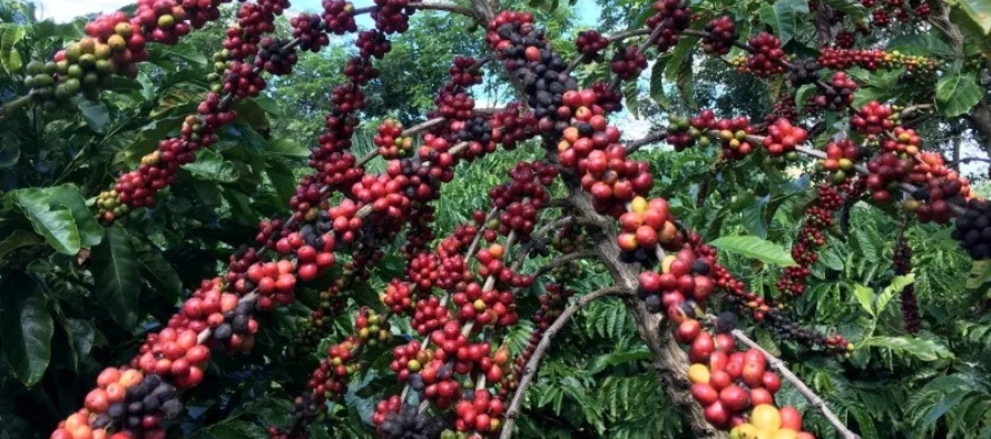 La cosecha de café arábica, que representa la mayor parte de la producción...