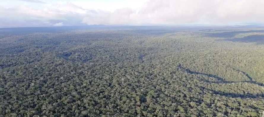 Los científicos analizaron el impacto de la pérdida de bosques en el Amazonas, Congo...