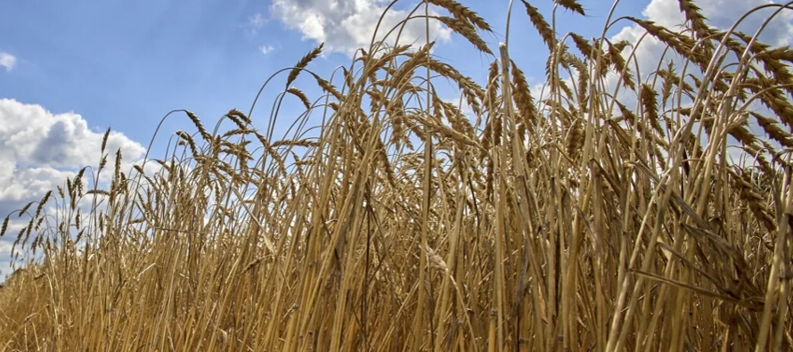 Un total de 16,000 hectáreas de tierra cultivable ya se han sembrado con cereales y...