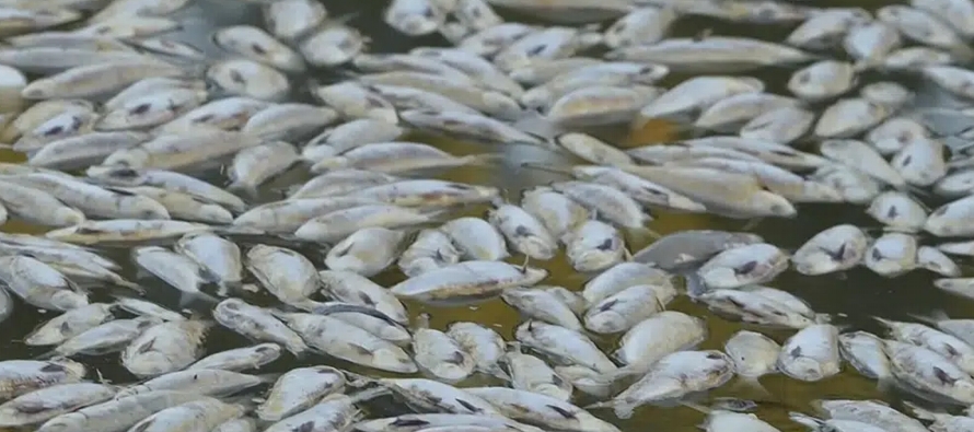 La muerte de los peces coincidió con una ola de calor que estresó un sistema que ha...