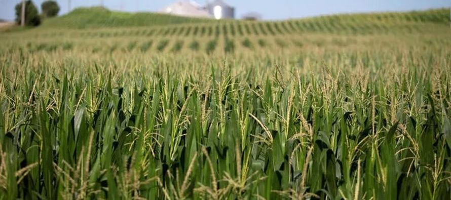El maíz alcanzó su precio más alto desde febrero tras una oleada de...